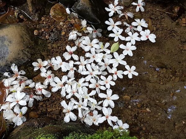 土城桐花公園步道123769