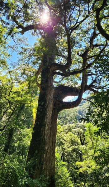 【中級山】插天山的奇幻世界，赫威山，赫威神木群步道2741332