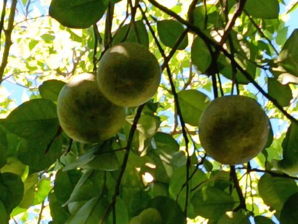 汐止區白雲古道+白雲寺O型2911979