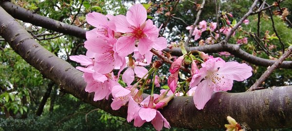 2026/03/21-貴山客家文化公園3023172