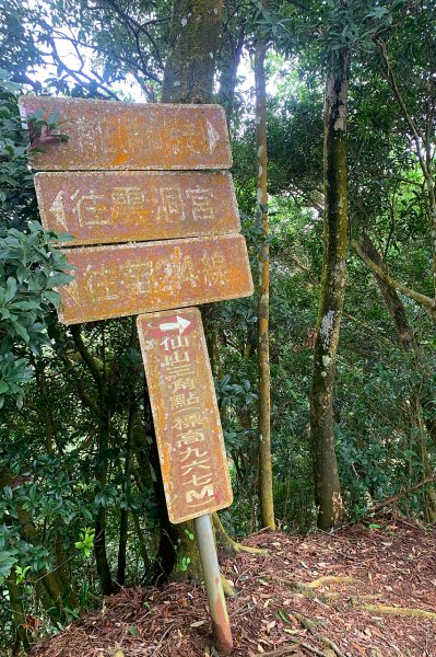 苗栗獅潭｜仙山登山步道｜穿過杉木小徑．遠眺綿延山峰1574407