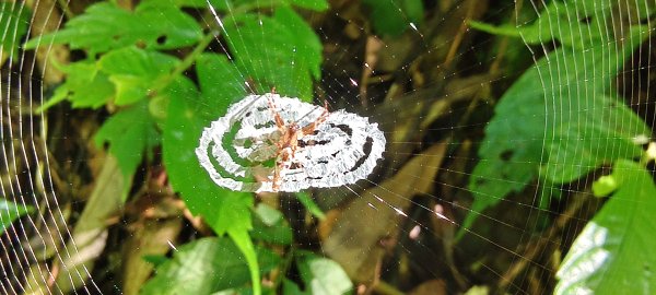 2025/06/28_馬胎+南坪古道2823742