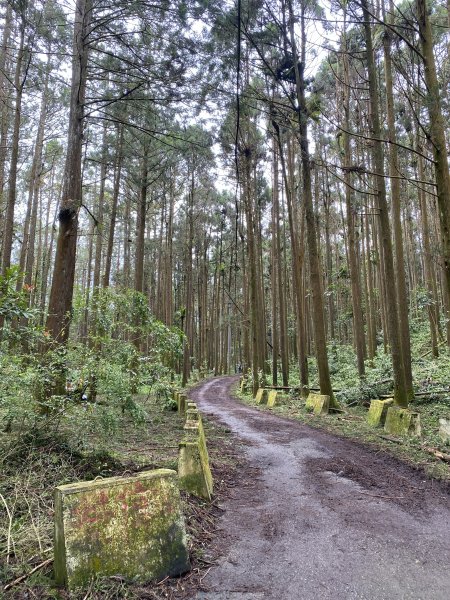 溪頭山竹崙山志騰山3061596