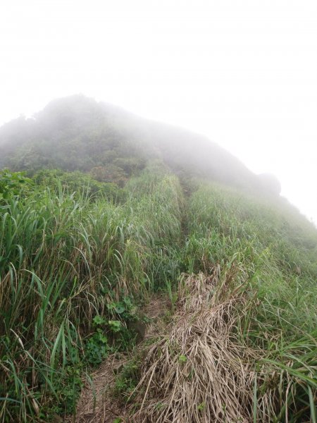 黃金一稜（基隆山小百岳，雷霆峰）566917