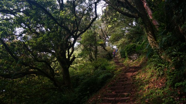 陽明山西段縱走 O形1916463