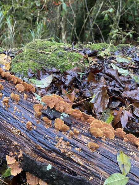 大霸尖山3日(2024.12.24~12.26)2813818