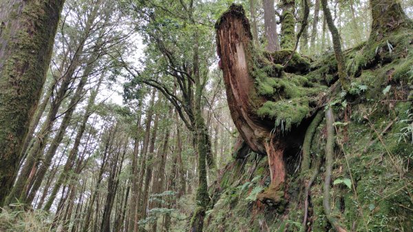 大塔山探勘大塔山最高峰(光頭兄) O繞順走大塔山西峰艱難路線下溪谷 2024年8月11日2569731