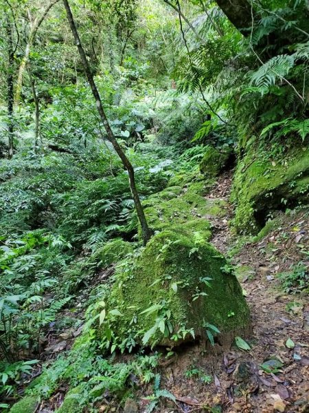 菁桐古道-五四縱走-汐止大尖山出1282821