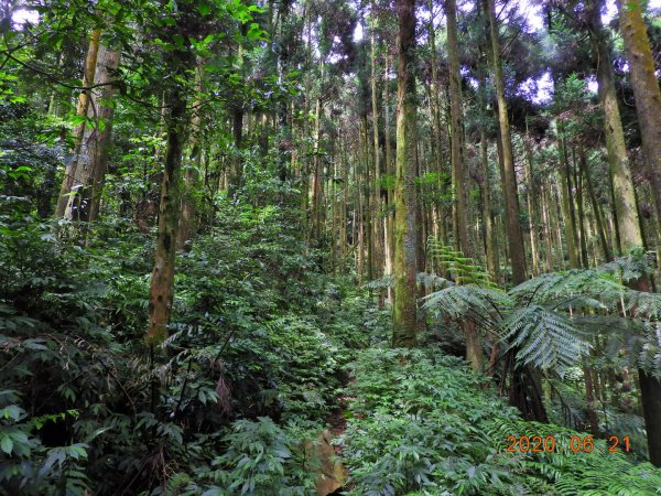 新北 烏來 大桶山1004540