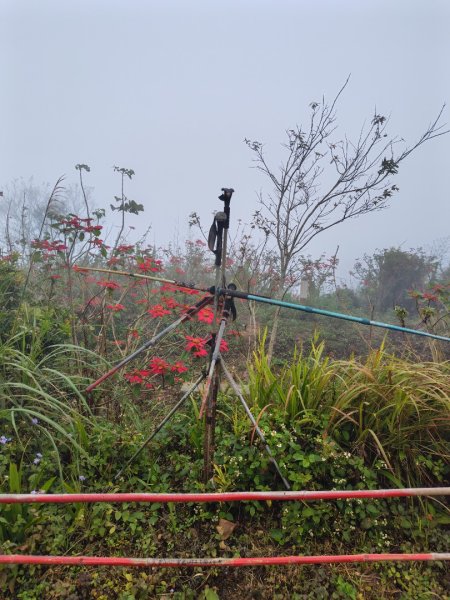 苗栗關刀山2975096