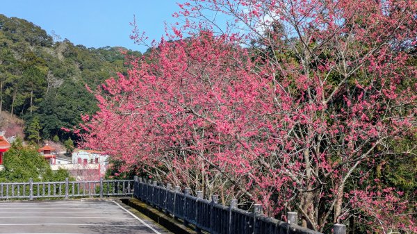 貓貍山.協雲宮,青青草原2701151