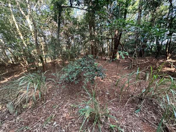 新竹新埔-蓮華山古道2628617