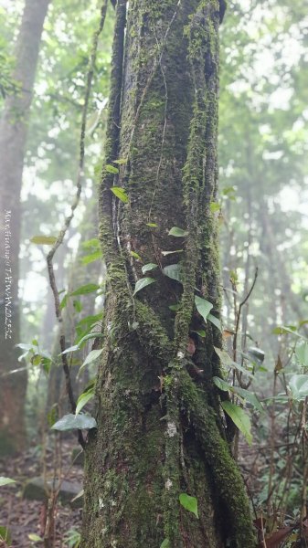 《雲林》望好望角｜石壁山嘉南雲峰步道(中側登山口）202506072805389