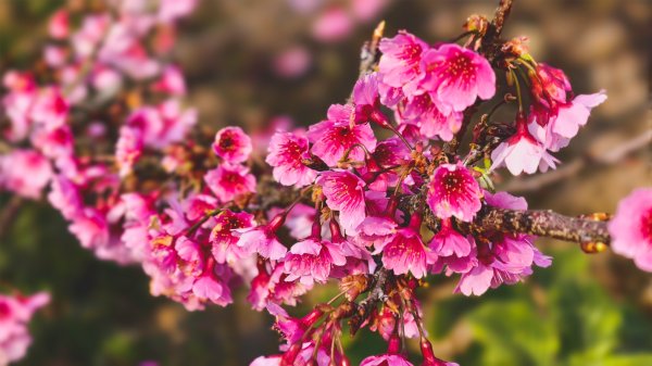 【蛇年走春】高雄桃源 • 世外桃源2700291