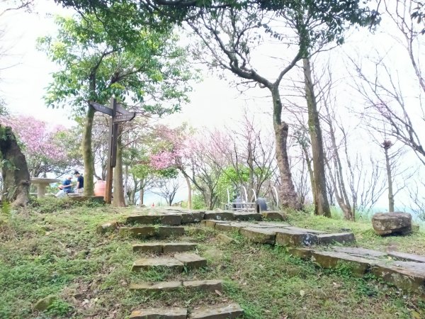 汐止區大尖山櫻花+秀峰瀑布O型3009387