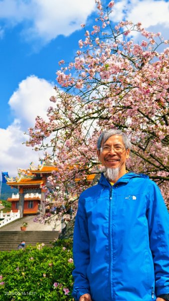 #綠繡眼 訪花 #吉野櫻 #天元宮 #楓樹湖 03162736699