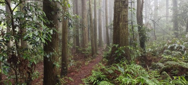 2025/05/11-丸田砲台遺址步道2784557
