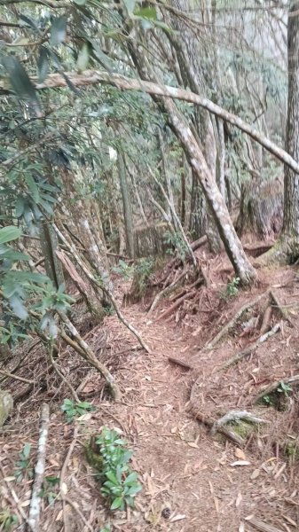20251010 大雪山國家森林遊樂區 - 船型山林道 登 烏石坑山2911167