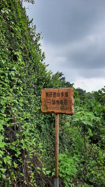 《彰化》玉蘭花香｜赤水崎公園步道及松柏坑山202308062241230