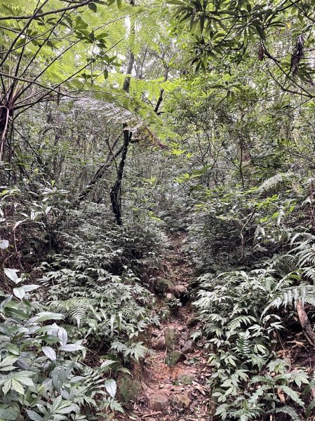 阿里磅,青山瀑布連走百年梯田2549093