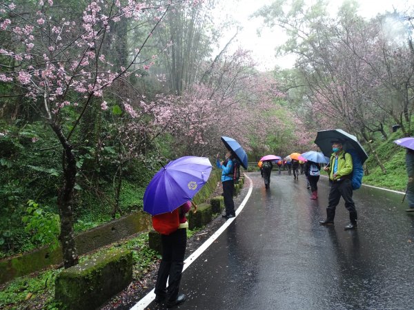 2022年02月20日(鳳凰山協)南投信義-望鄉部落-獵人古道之望美山及瓊山1616627