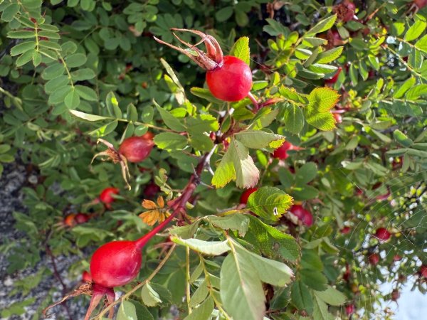 川藏深度之旅33天/A行程2905929