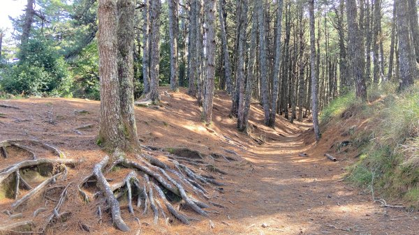 南湖中央尖-------北一段2868255