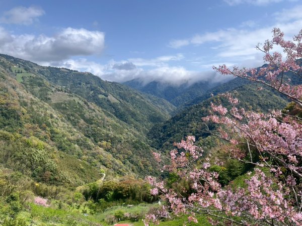 桃園 復興 中巴陵 櫻木花道3011963
