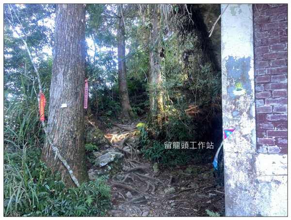 嶺頭山、金柑樹山、忘憂森林 O型一圈2944638