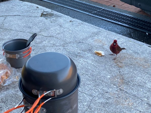 立鷹山.合歡北峰+合歡西峰【全力以赴解鎖979726