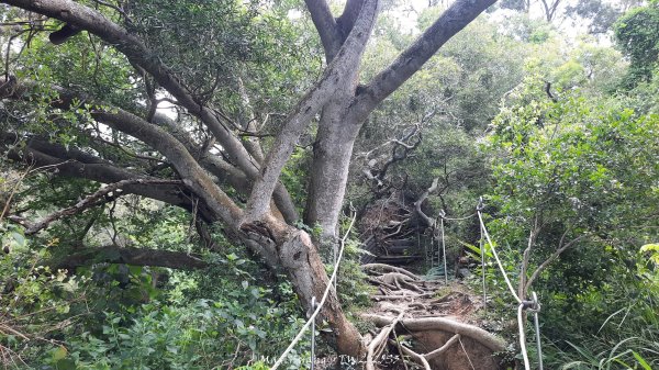 《台中》心靈雞湯｜大肚萬里長城登山步道O繞202507052827446