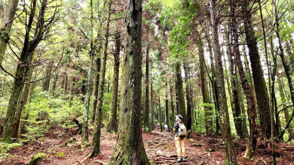 【中級山】觀霧榛山步道，榛山，榛山北峰