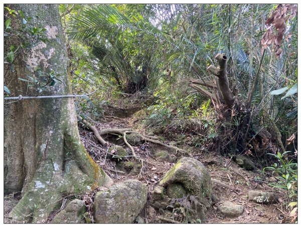 頭寮山、內湳溝山、牛角湳西南峰O型連走2738951