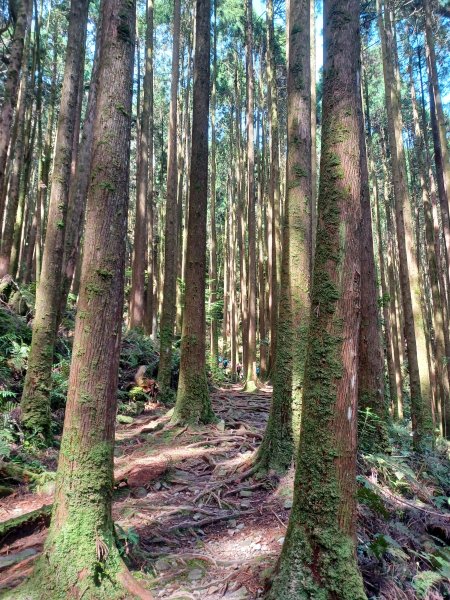 【台中和平】筆直的杉林.林相優美。 橫嶺山x沙連山P型2869023
