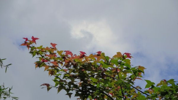 土白公路版1662777