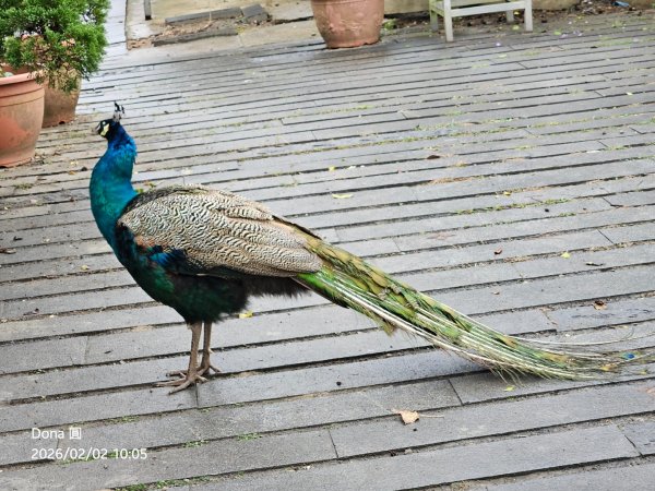 20260202徒步明德水庫大環湖2992476