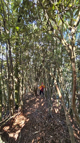 【細說大雪山木馬古道】橫嶺山、沙蓮山、笛吹山O繞2921109