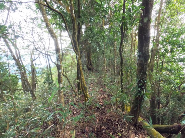 赤崁頭上大橫屏山並探勘成功由大橫屏山後展望點沿縣界稜垂降而下 111.1.241591033