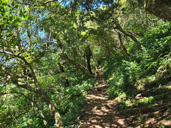 大屯主峰-連峰步道環形（小百岳）2904363