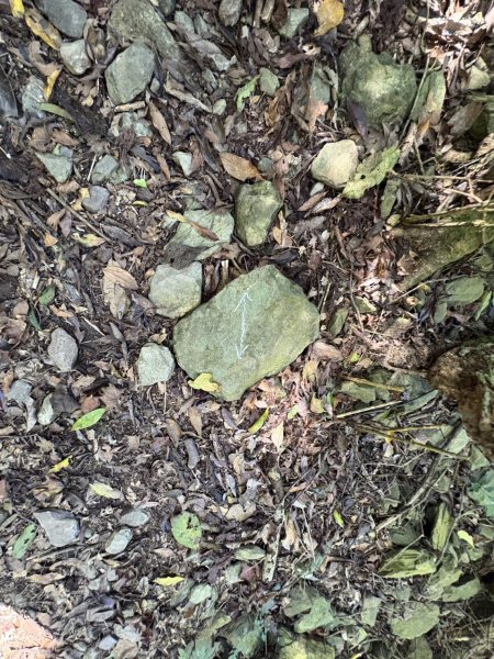 20251116鳴海山、網子山登山步道2938358