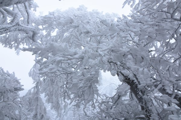  2021 D0101 純色北插1225501