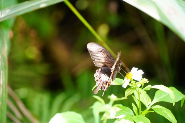 埔里彩蝶瀑布之國姓鄉眉冷山及糯米橋1466183
