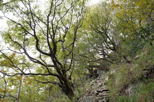 台中 和平 東卯山2674499