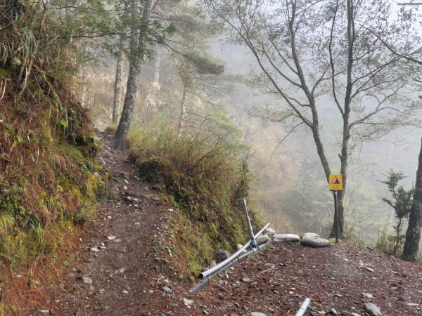 20250104-05 向陽縱走魔保來溪頭山出關山嶺山2683504