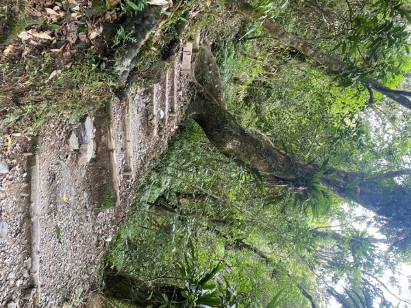 1130715三角崙山及聖母山步道2640422