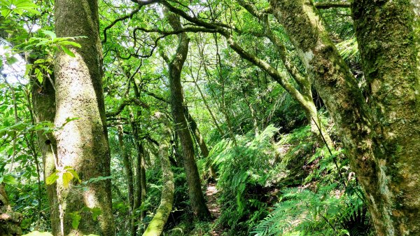 環七星山步道2837897