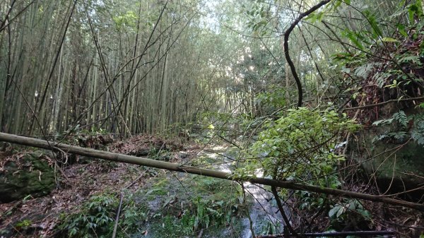 馬拉邦山上湖登山口O型走1069011