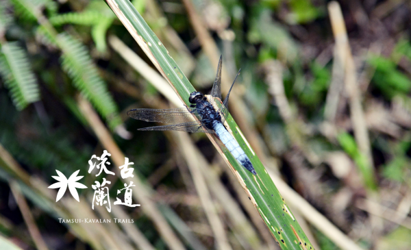 【紀錄】淡蘭之路：綠色古道上的藍色蜻蜓
