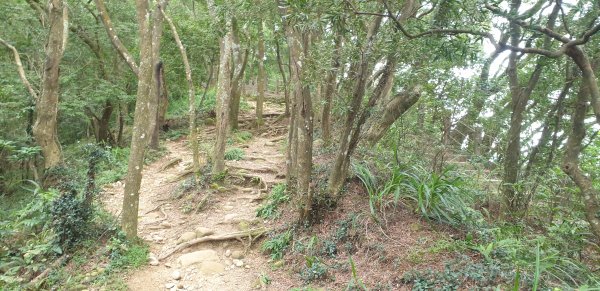 飛鳳山 觀日坪古道1752064