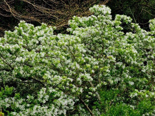 2025年臺北大縱走第四段：風櫃口至中華科大2755984